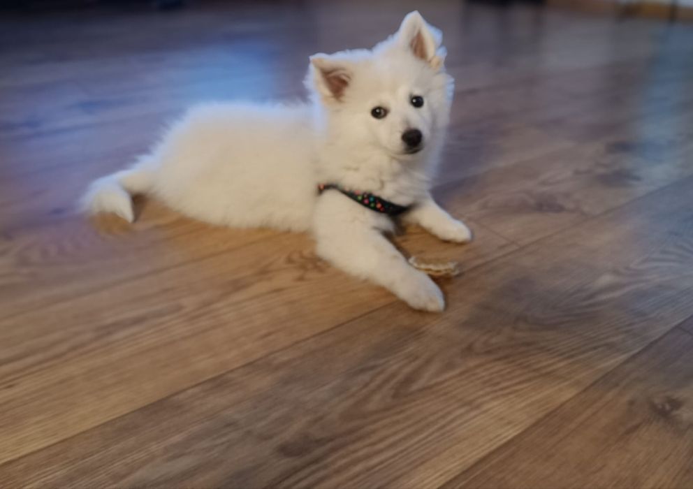 Szpic Niemiecki piękna Suczka-Dama   do oddania:)