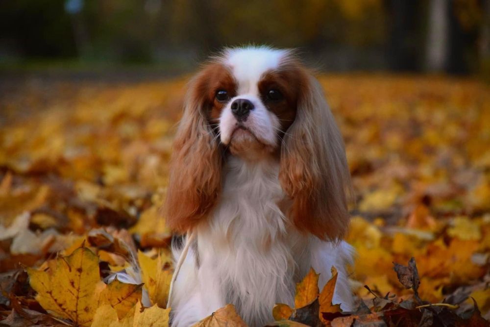 Samiec Cavalier King Charles spaniel