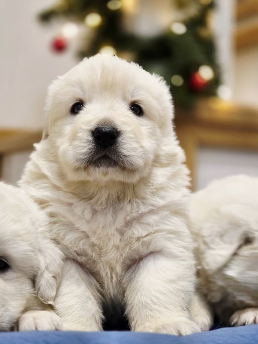 Suczka !!! Owczarek Podhalański !!!