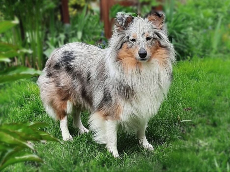 Owczarek szetlandzki ( sheltie )  FCI