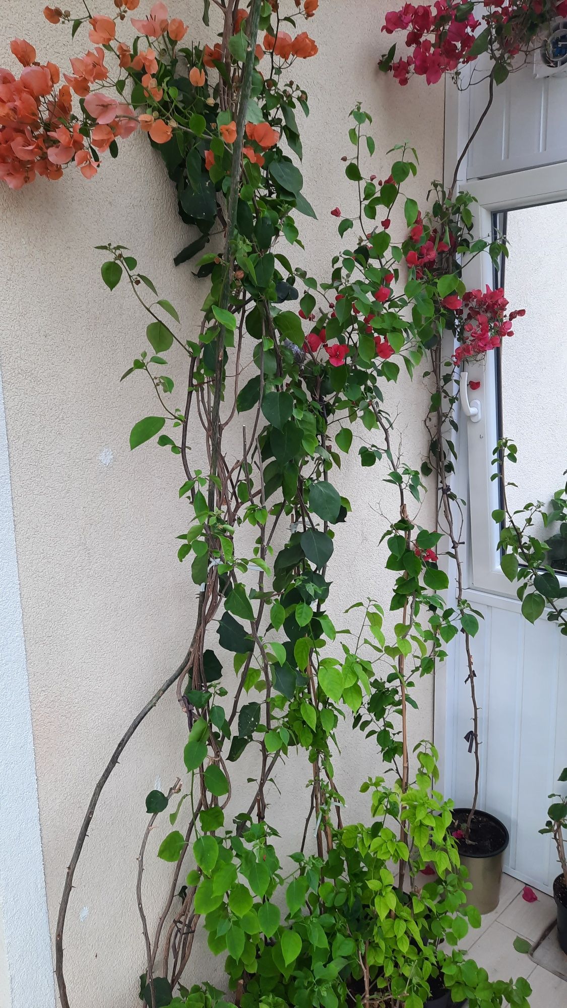 Bougainvillea, bugenwilla