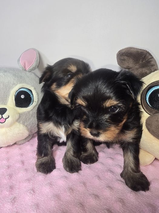Śliczna sunia Yorkshire Terrier