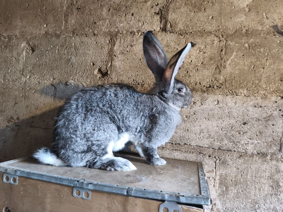 Olbrzym belgijski szynszylowy