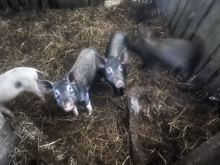 4 leitoes porco preto