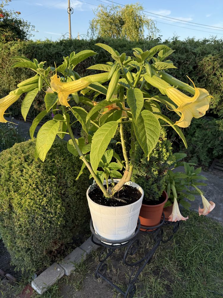 Datura kwitnąca 1 metr wysokości zdrowa