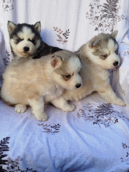 Siberian Husky suczka tel.-5.7.5.3.0.2.0.3.9.