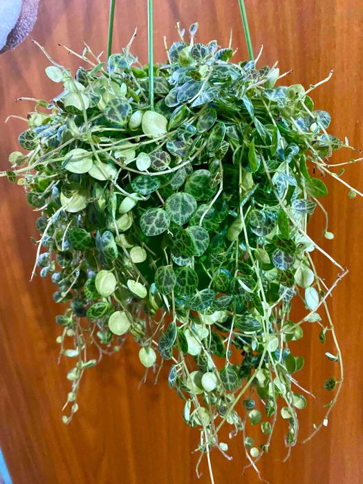 Peperomia prostrata