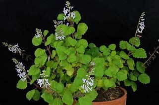 Planta "Plectranthus verticillatus" - Vários tamanhos a partir de 8€