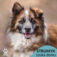 Strumyk szuka domu na jesień życia! OTOZ Animals Schronisko Ciapkowo.