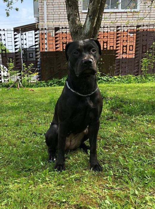 Американський пітбуль