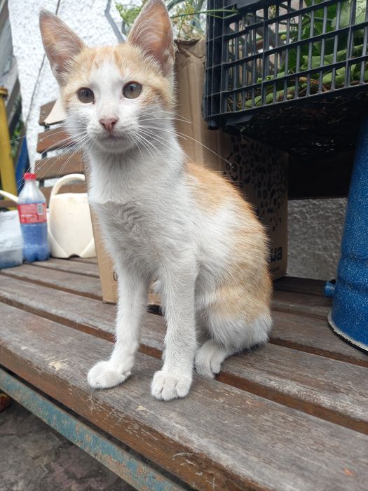 Кіт Кузя шукає домівку