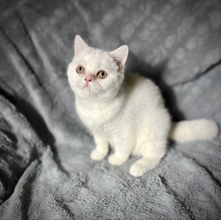 Kocur Kocurek Brytyjski