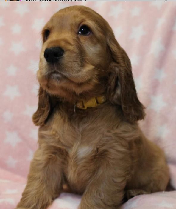 Рудий спаніель хлопчик