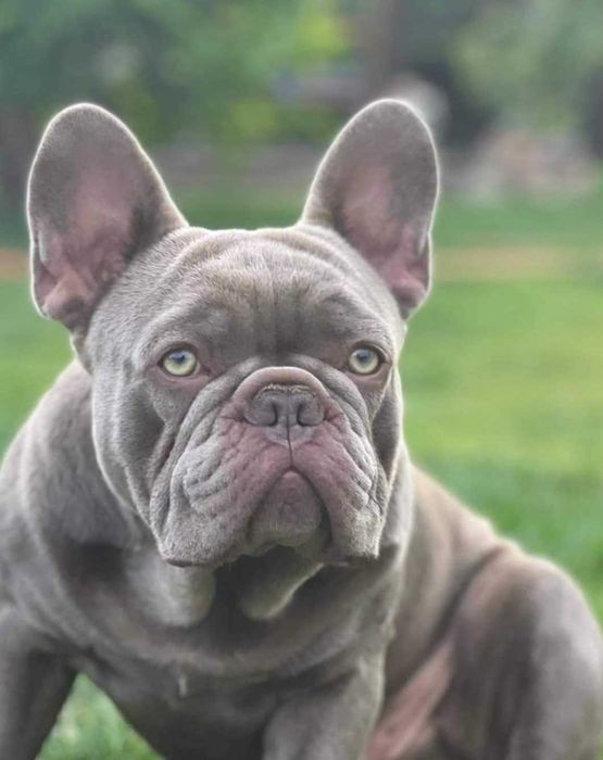 Buldog Francuski Reproduktor Lilac Platinum New Shade Isabella Krycie
