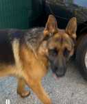 Cão pastor alemão 2 anos pedigree - reservado até sábado