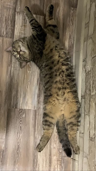 Отдам котика в добрые руки !