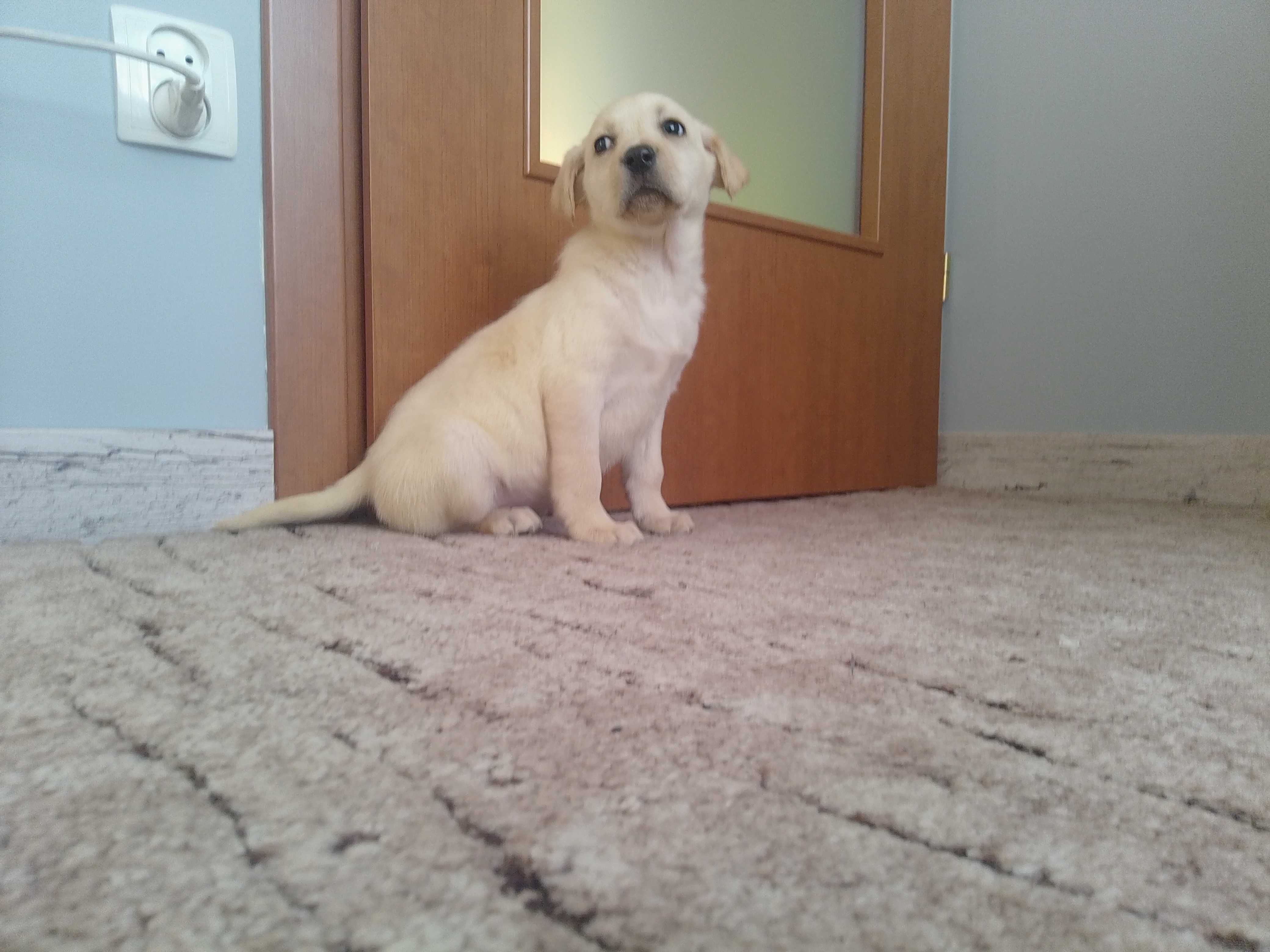 Labrador Retriever szczeniaczek .