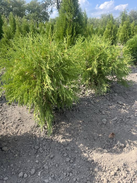 Самшит,Туя,Ялівець