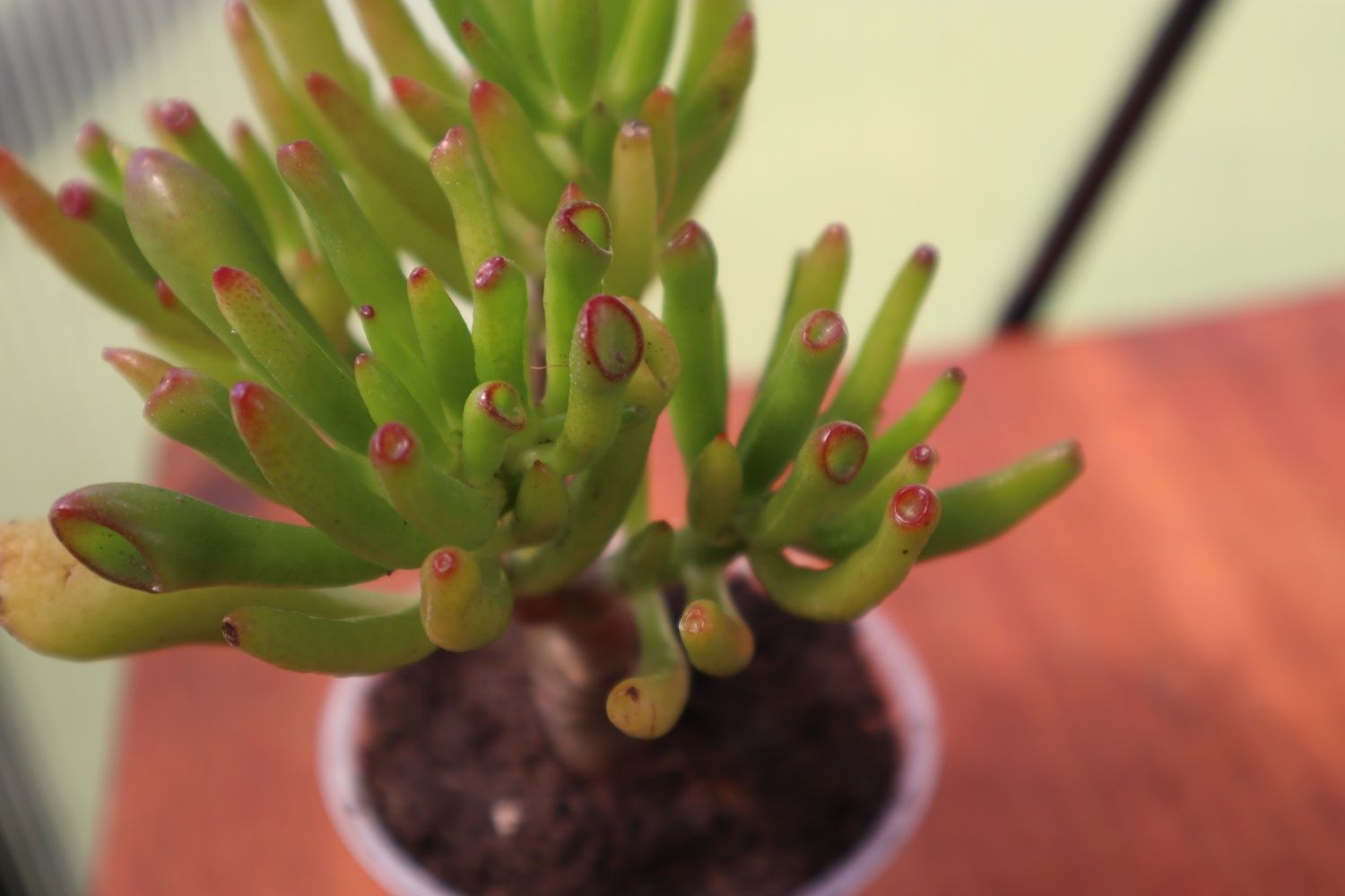 Suculenta real - Crassula Horntree