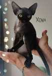 Devon rex Xenia - miniaturowa czarna pantera