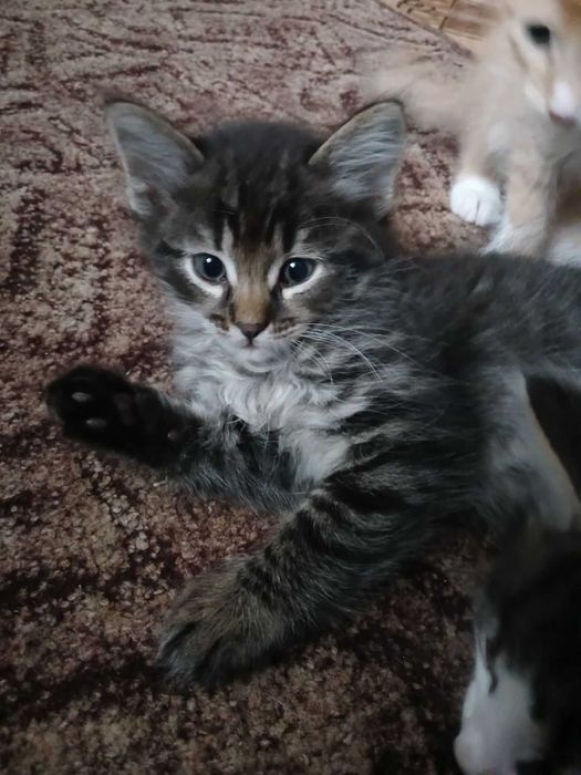 Кошеня, котик, майбутній красень. Таббі.