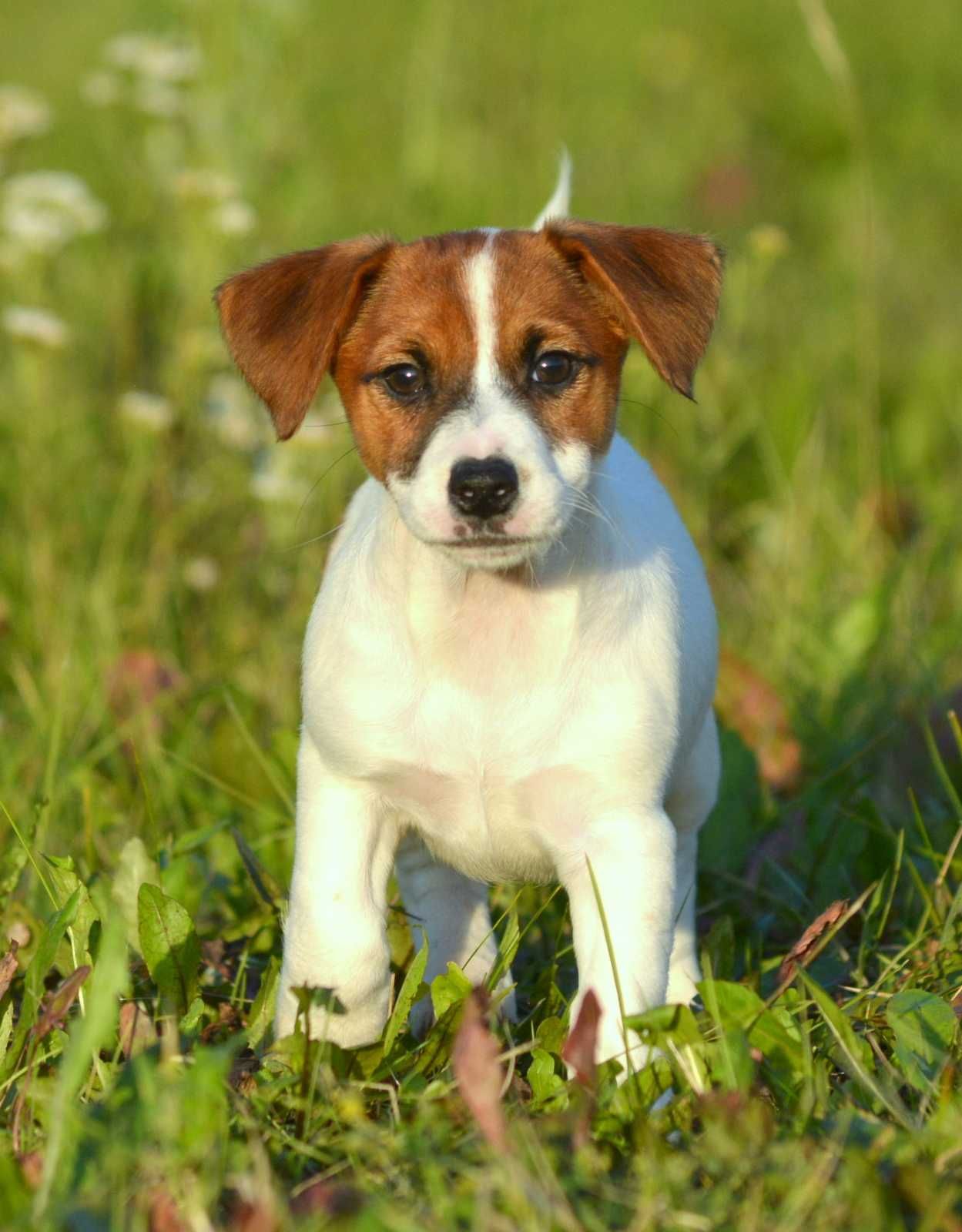 Jack Russell Terrier śliczna gładkowłosa suczka Tola ZKwP FCI
