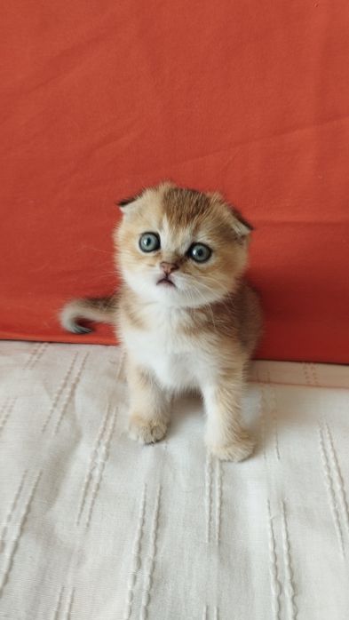 Шикарная шотландская вислоухая кошечка
