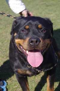 Ayva - wspaniała suka rottweiler szuka dobrego domu