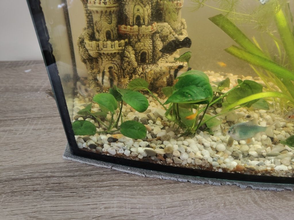 Roślina akwariowa anubias