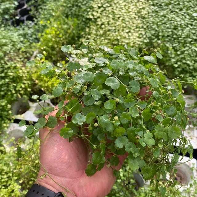 Hydrocotyle verticiliata - wąkrota - rośliny akwariowe - koszyk