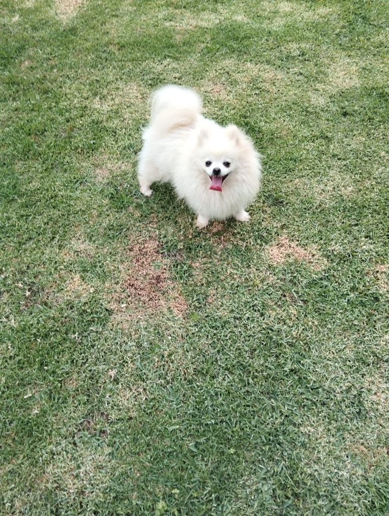 Spitz macho muito bonito