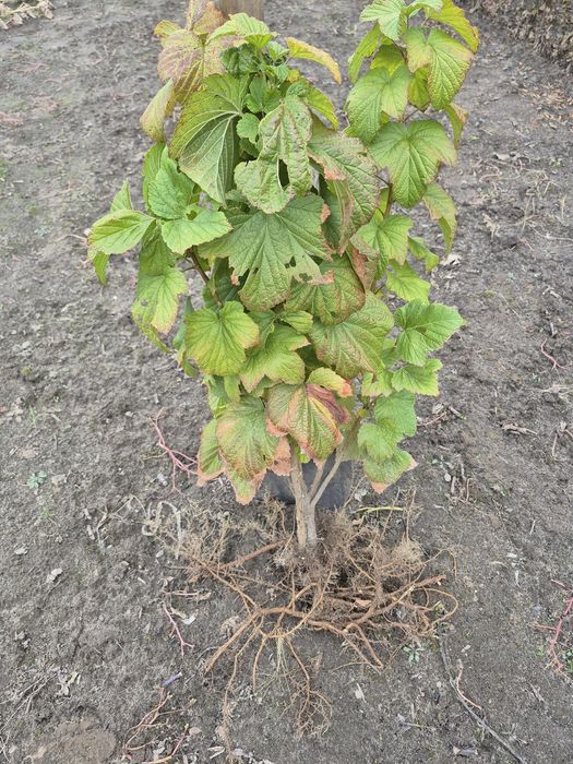 Саджанці смородини