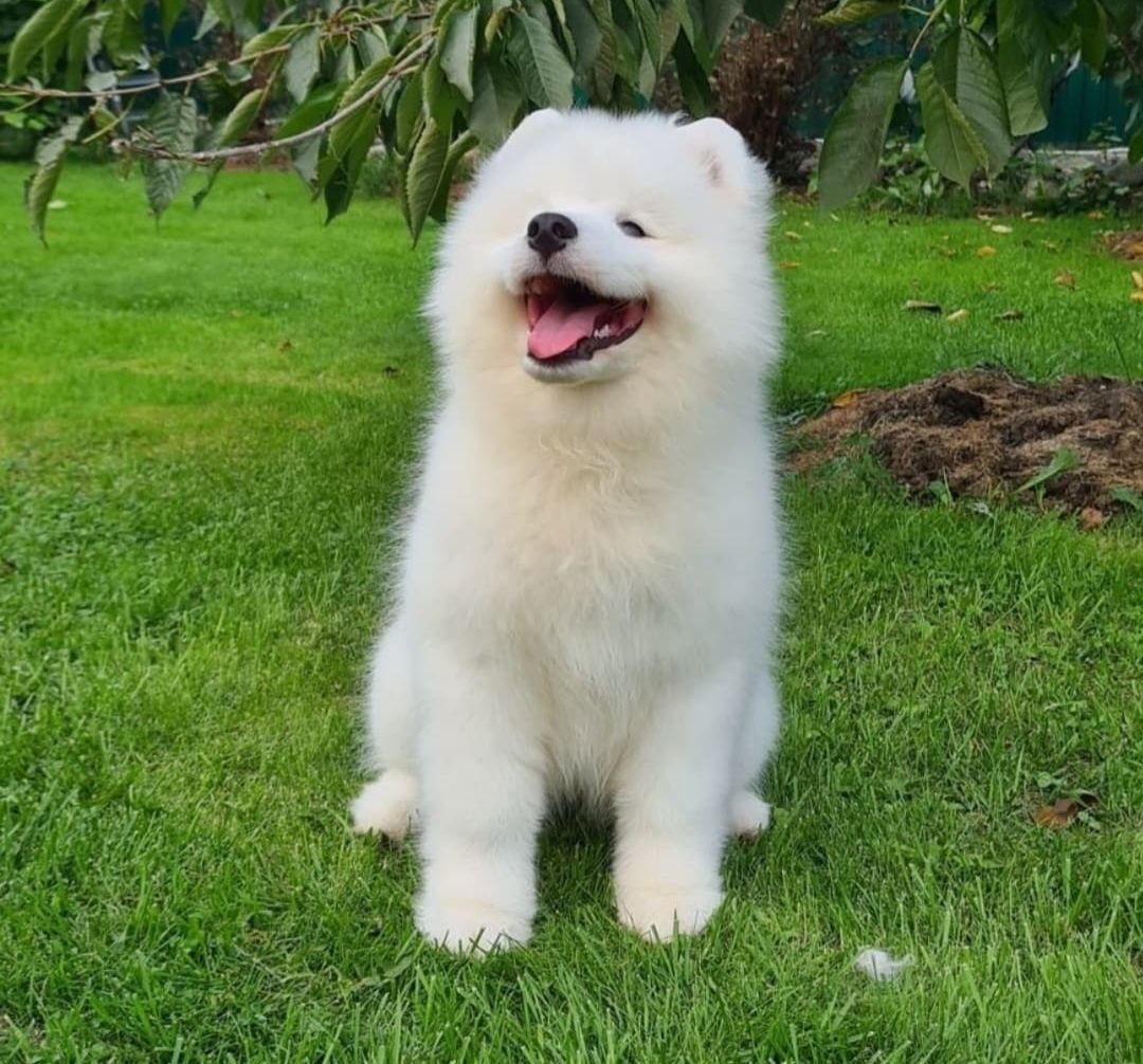 Samoyed szczeniak juz gotowy do