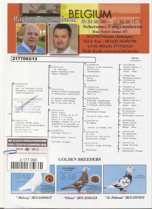 Gołębie pocztowe Gołąb samca 2025 Scherens Vangramberen rodowodem