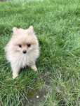 Hodowlany pomeranian