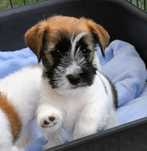 Jack Russell Terrier