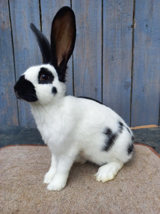 Кролі.Німецький строкач