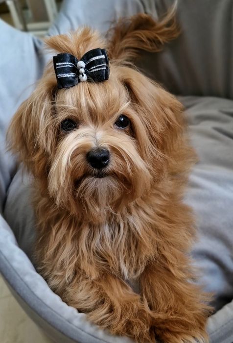 Maltipoo malutka suczka