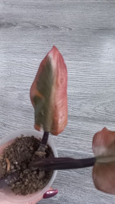 Филодендрон Блек кардинал варіаг