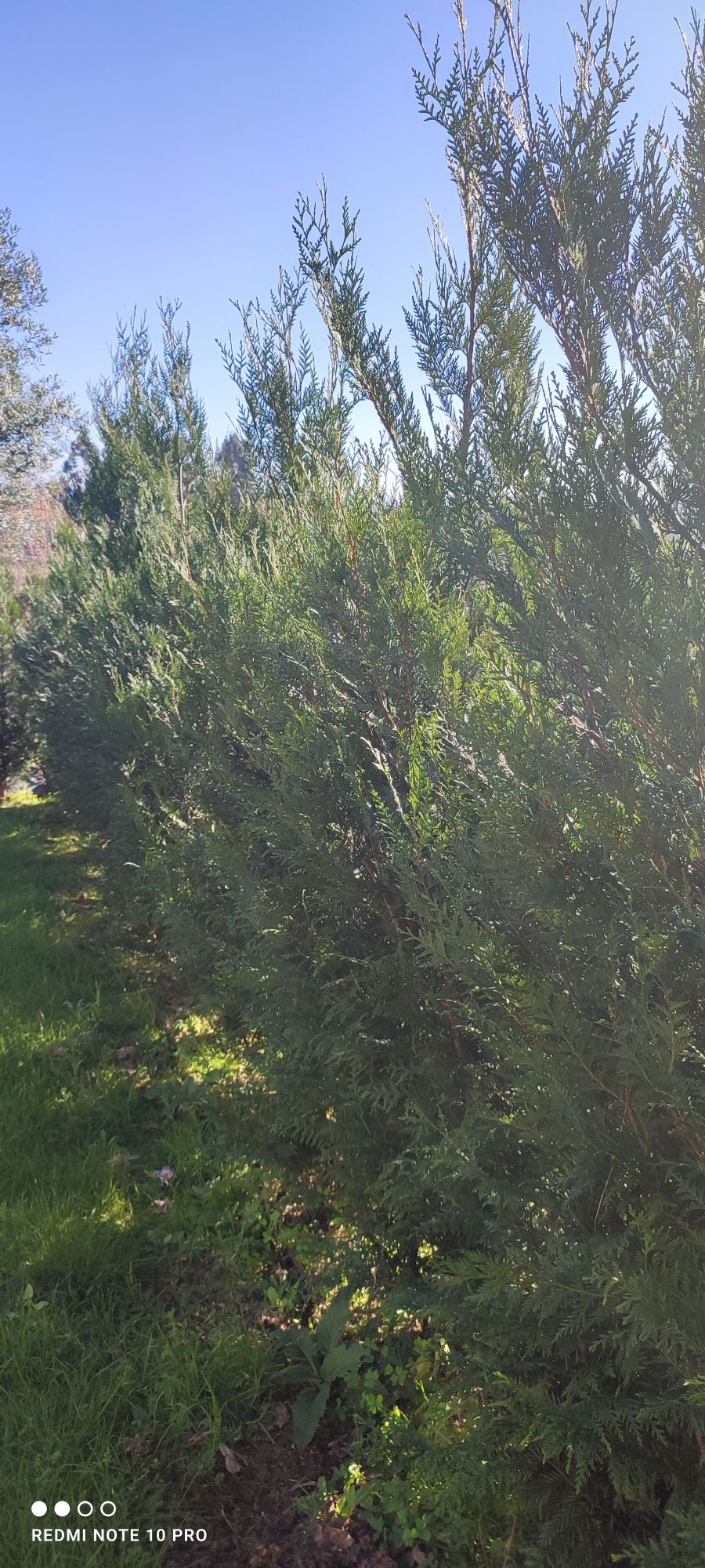 Plantas variadas