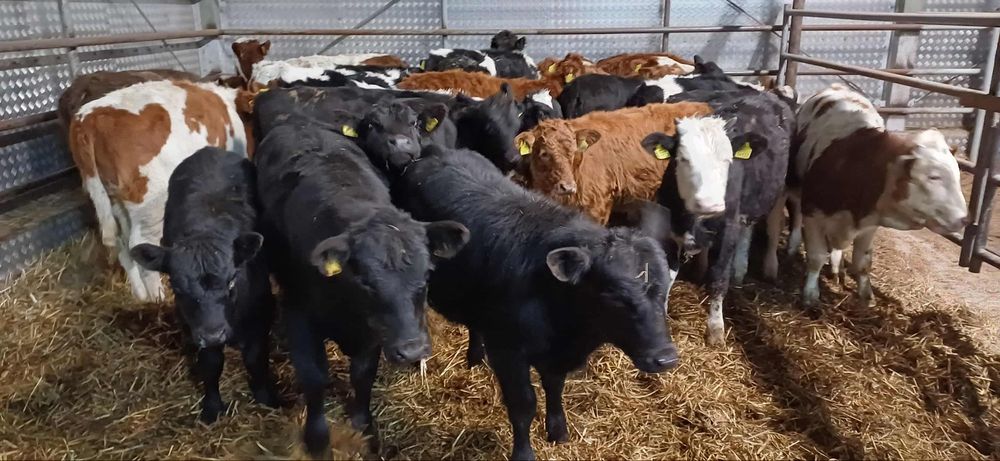 Sprzedam jałowki odsadki 22 sztuki Polskie