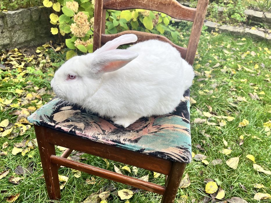 Królik tuszka / tusza ekologiczne