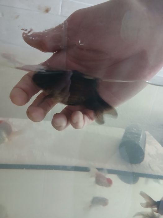 Oranda e Telecopio XL