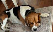 Beagle samiec uroczy