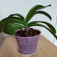 Орхидея Фаленопсис, мини, пятнистый
