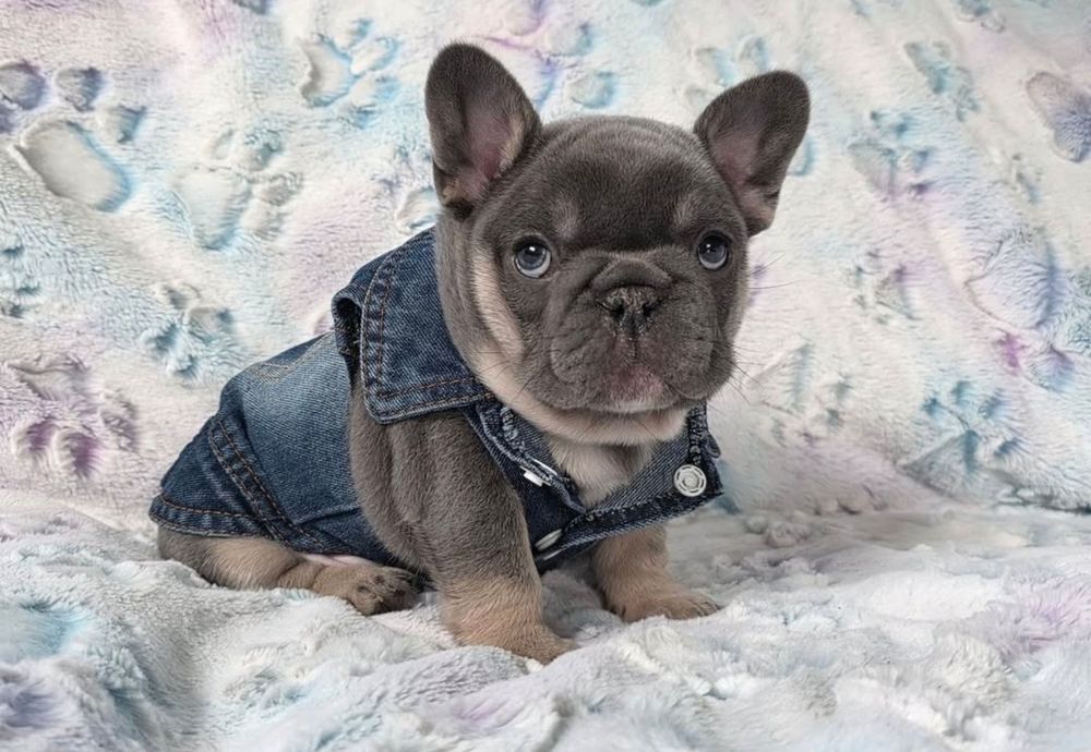 Чудова дівчинка красуня блакитна