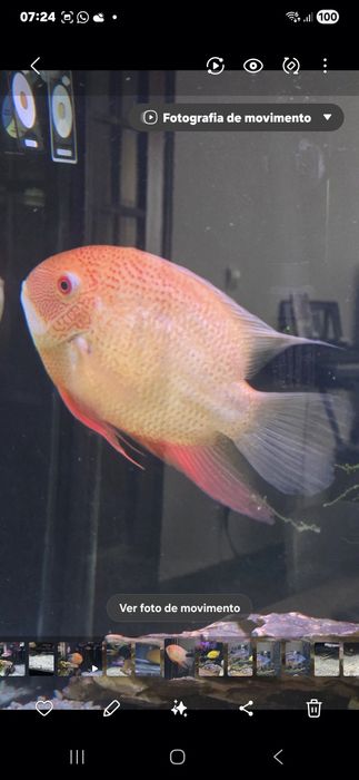 Severum red spot RESERVADO