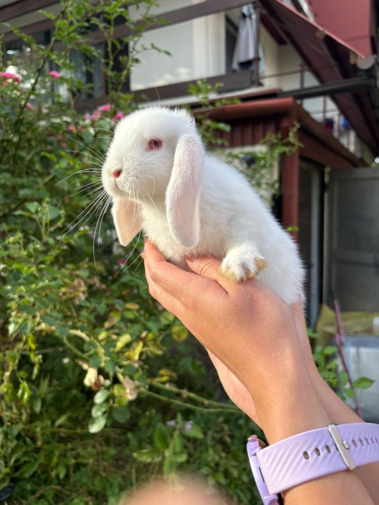 Hodowla króliczek karzełek Teddy mini lop baranek