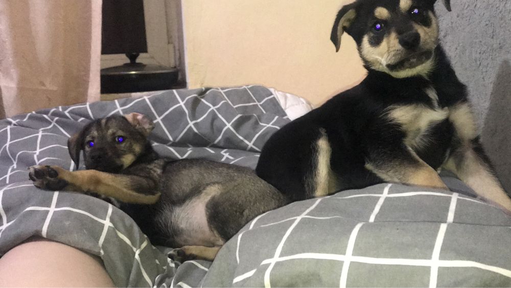 Прекрасная безхаостая подружка ищет маму и папу