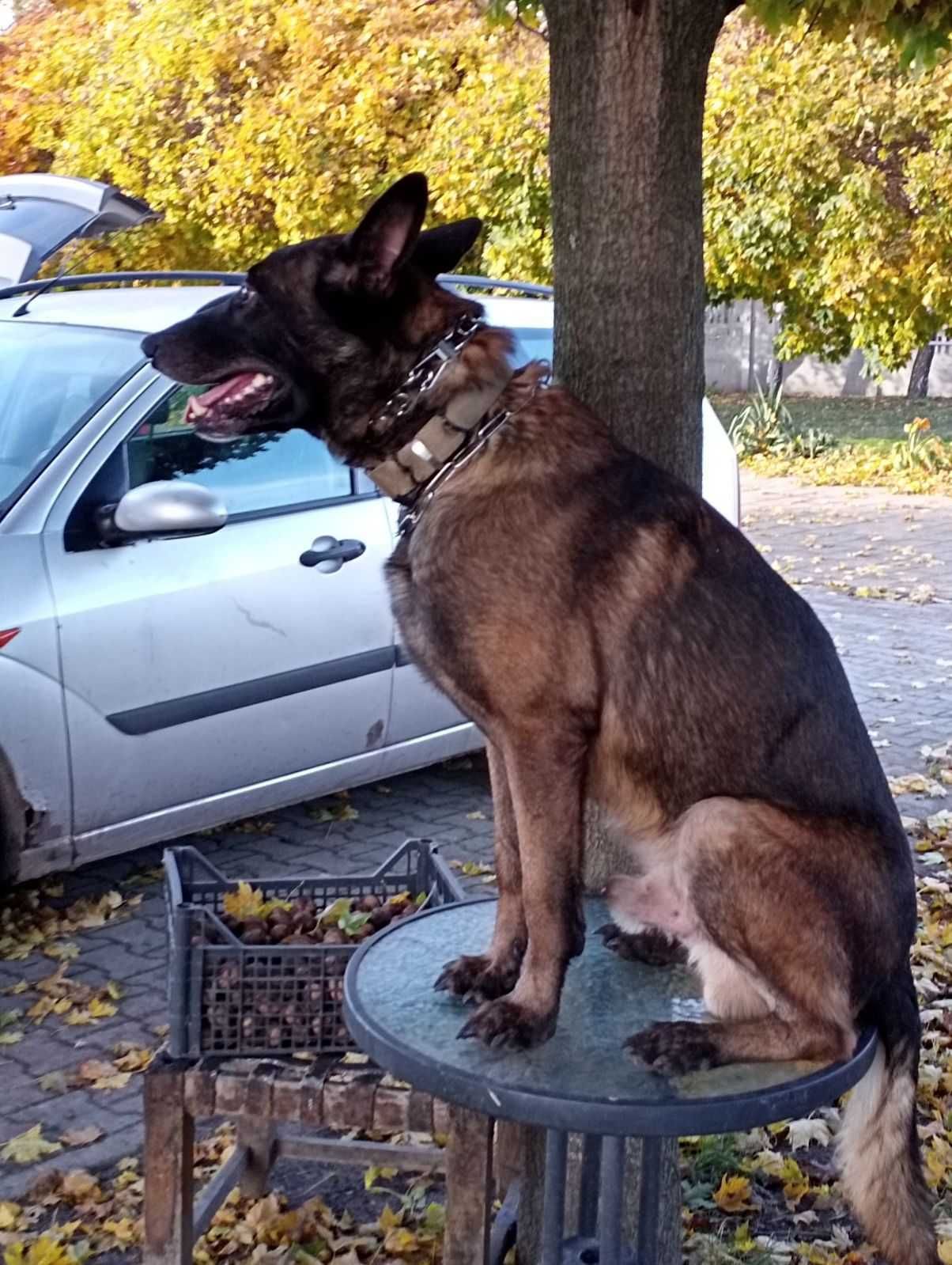 Owczarka belgijski malinois